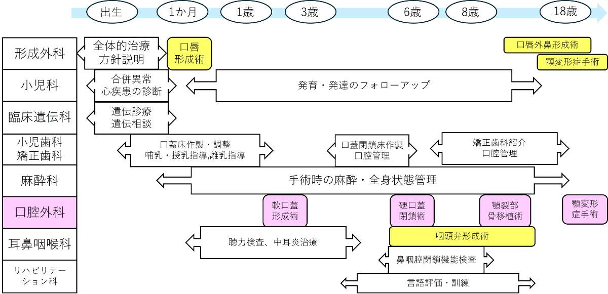 口唇裂・口蓋裂 チーム医療による治療の流れ（出生から18歳まで）